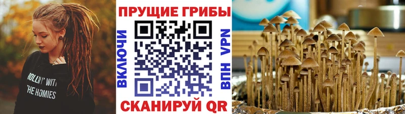 Псилоцибиновые грибы Cubensis Заречный